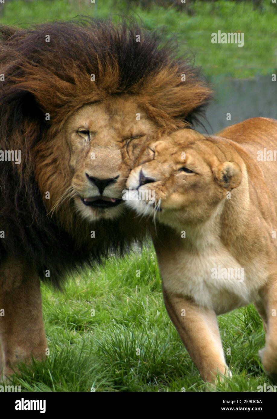 Lion (Panthera leo), maschio lion e leonessa smouching Foto Stock