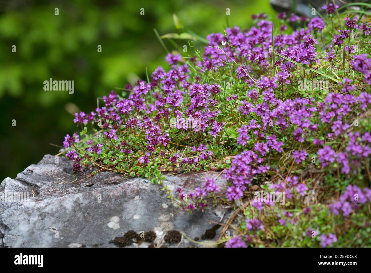 Timo selvatico (Timo spec.), fioritura, Austria, Carinzia Foto Stock