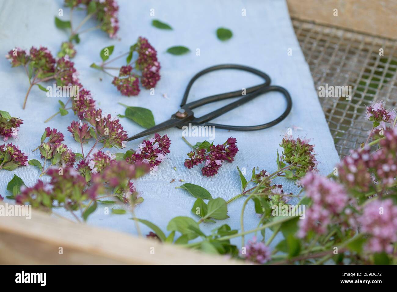 Origanum selvatico, maggiorana selvatica (Origanum vulgare), la raccolta di marjoram selvatico è tagliato un essiccato, Germania Foto Stock