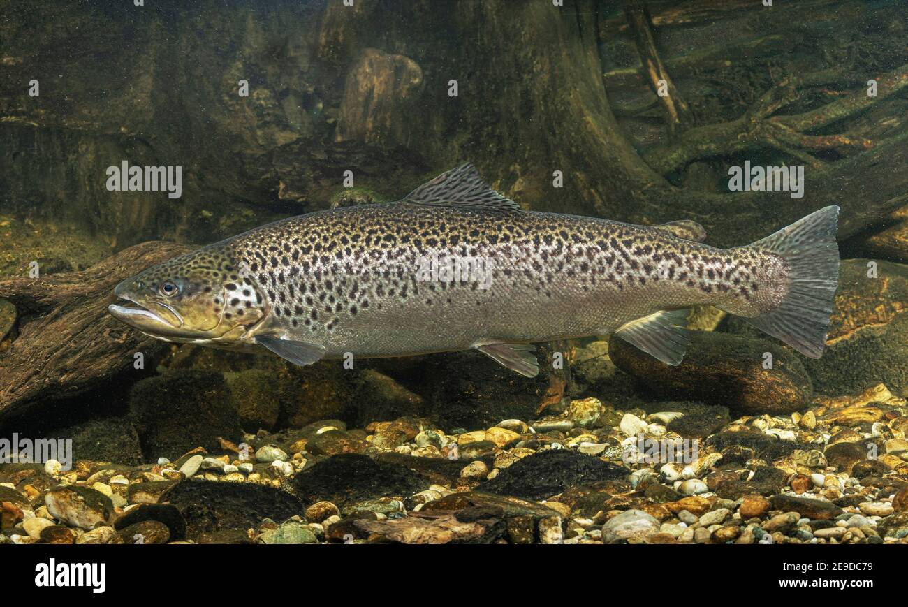 trota del lago (Salmo trutta lacustris), nuoto, vista laterale Foto Stock