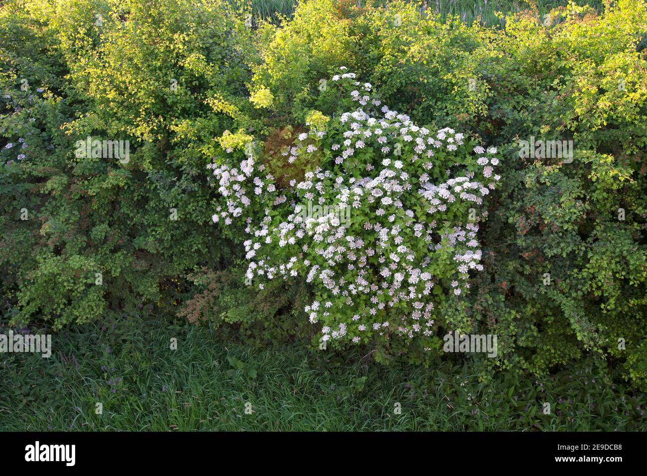 Viburnum di guelder-rosa (Opulus Viburnum), fiorente in una siepe, Belgio, Vlaams-Brabant, Demerbroeken riserva naturale Foto Stock