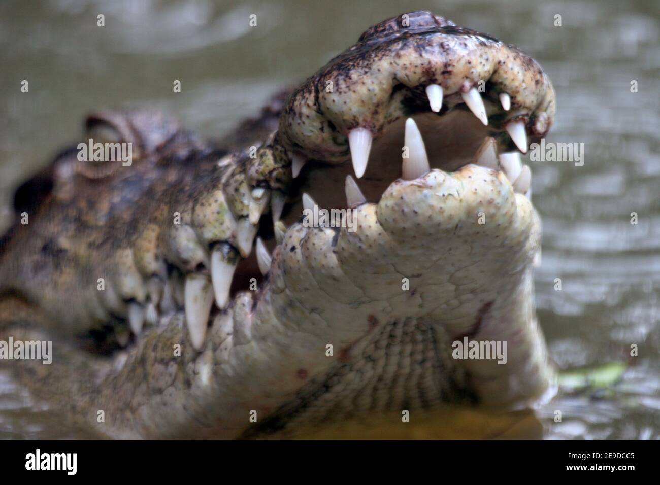 Coccodrillo d'acqua salata, coccodrillo d'estuarina (Crocodylus porosus), ritratto in acqua con bocca aperta, Australia, Queensland Foto Stock