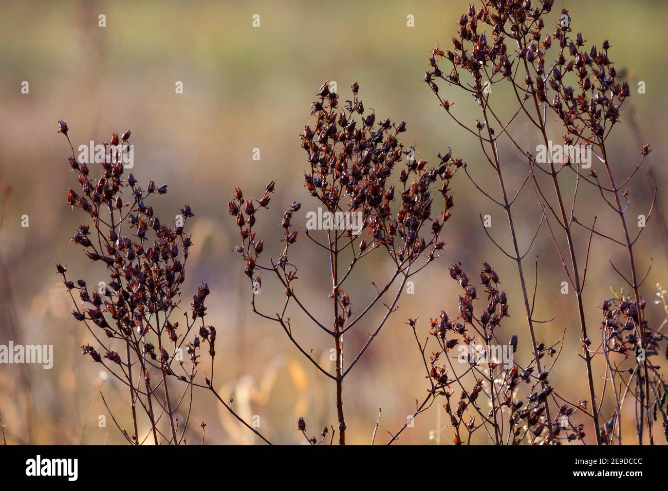 Erba comune di San Giovanni, perforata erba di San Giovanni, erbaccia di klamath, erba di San Giovanni (Hypericum perforatum), pianta secca in autum, Germania Foto Stock