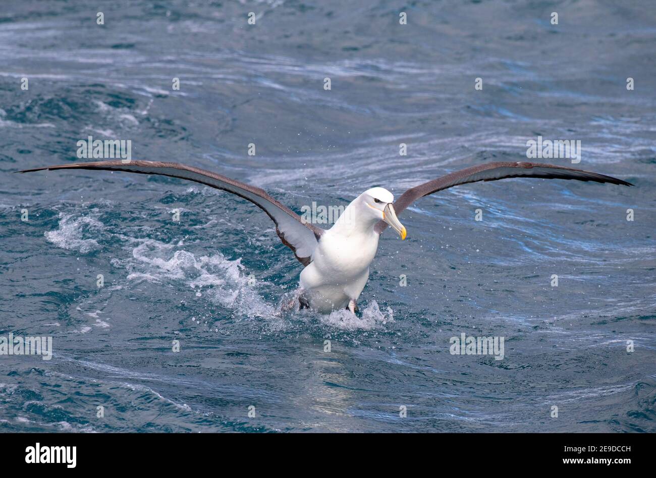 Albatross con tetto bianco (Thalassarche Steadi, Thalassarche cauta Steadi), atterraggio sulla superficie dell'oceano, vista frontale, Nuova Zelanda, Isole Chatham, Foto Stock