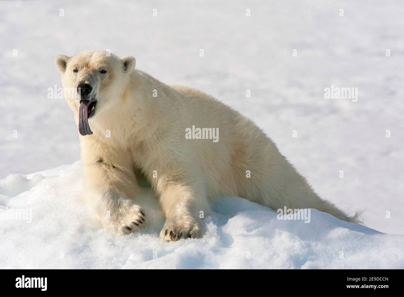 Orso polare (Ursus maritimus), che riposa sulla riva della neve, dando un enorme yawn e mostrando la sua lingua grande, Norvegia, Svalbard Foto Stock