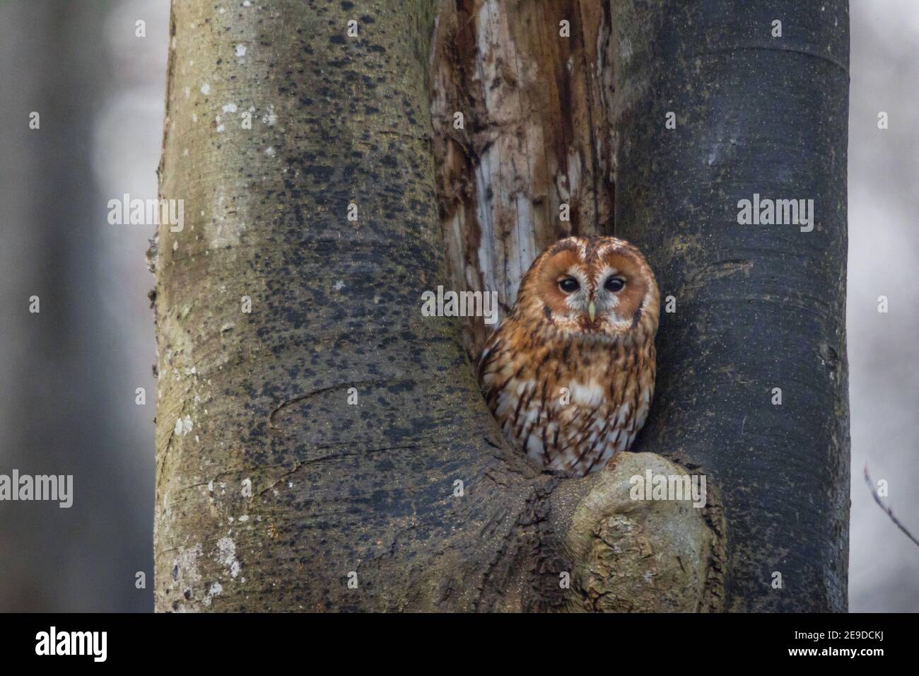 Gufo da traino eurasiatico (Strix aluco), gufo da traino eurasiatico arroccato di fronte alla sua grotta di alberi, Svizzera, Sankt Gallen Foto Stock