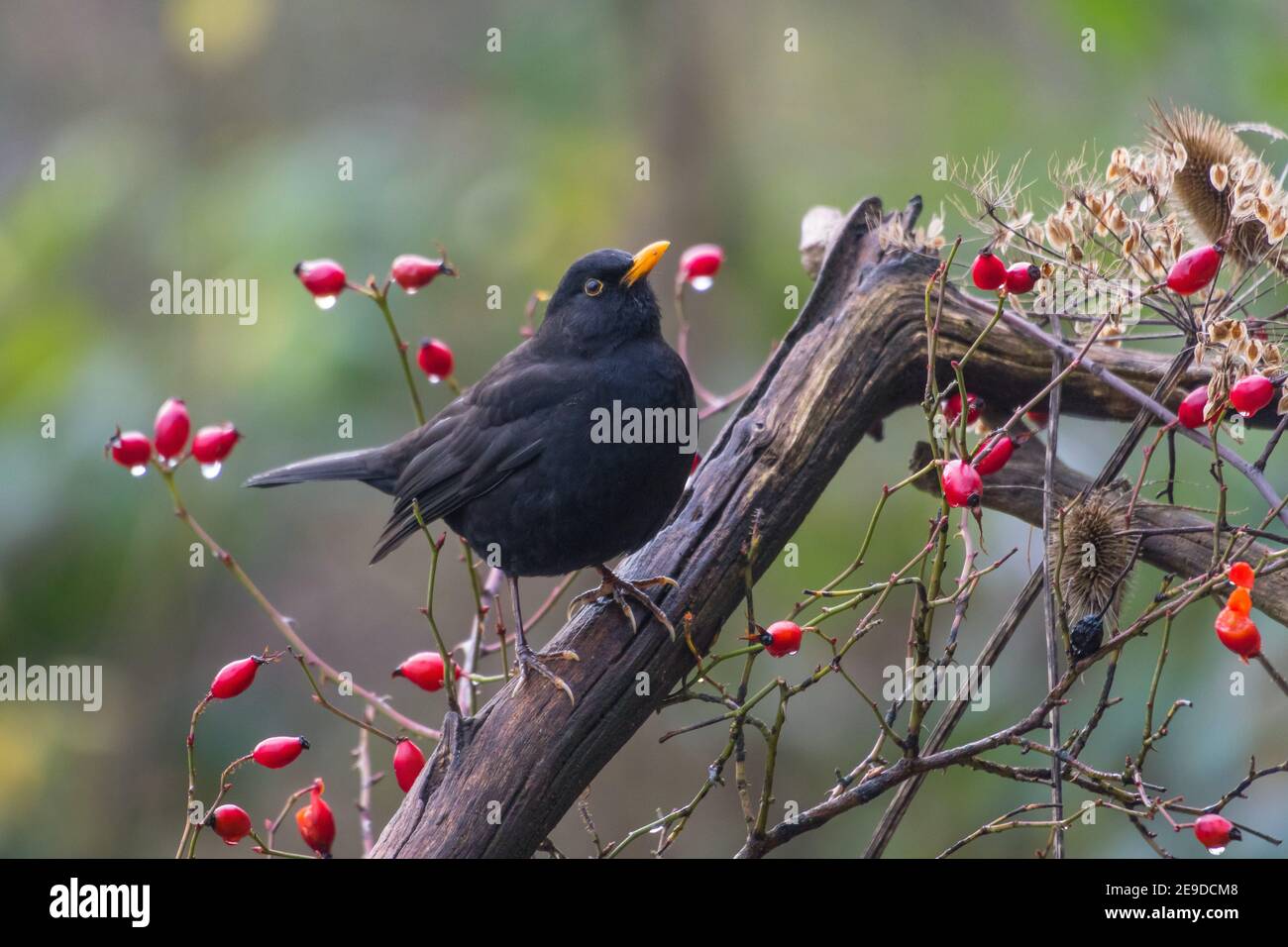 blackbird (Turdus merula), arroccato su un ramo con le anche di rosa in pioggia, Svizzera, Sankt Gallen Foto Stock