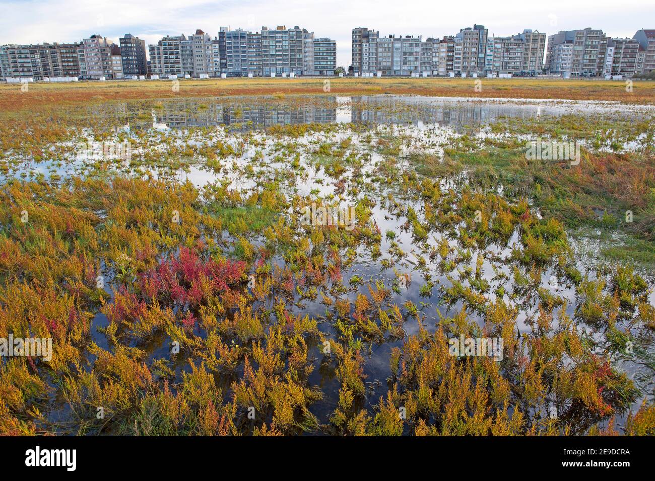 Erba sottile, Glasswort, Glasswort, Glasswort comune (Salicornia europaea), palude di sale di fronte a un denso sviluppo sulla costa del Mare del Nord, Belgio; Foto Stock