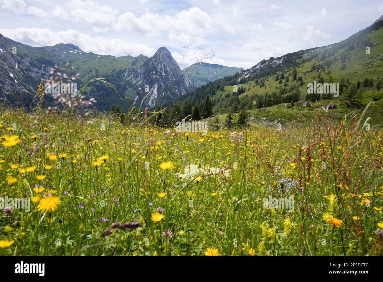 Colorato prato montano fiorito su Jakoberalm, Austria, Biosphaerenpark Salzburger Lungau Foto Stock