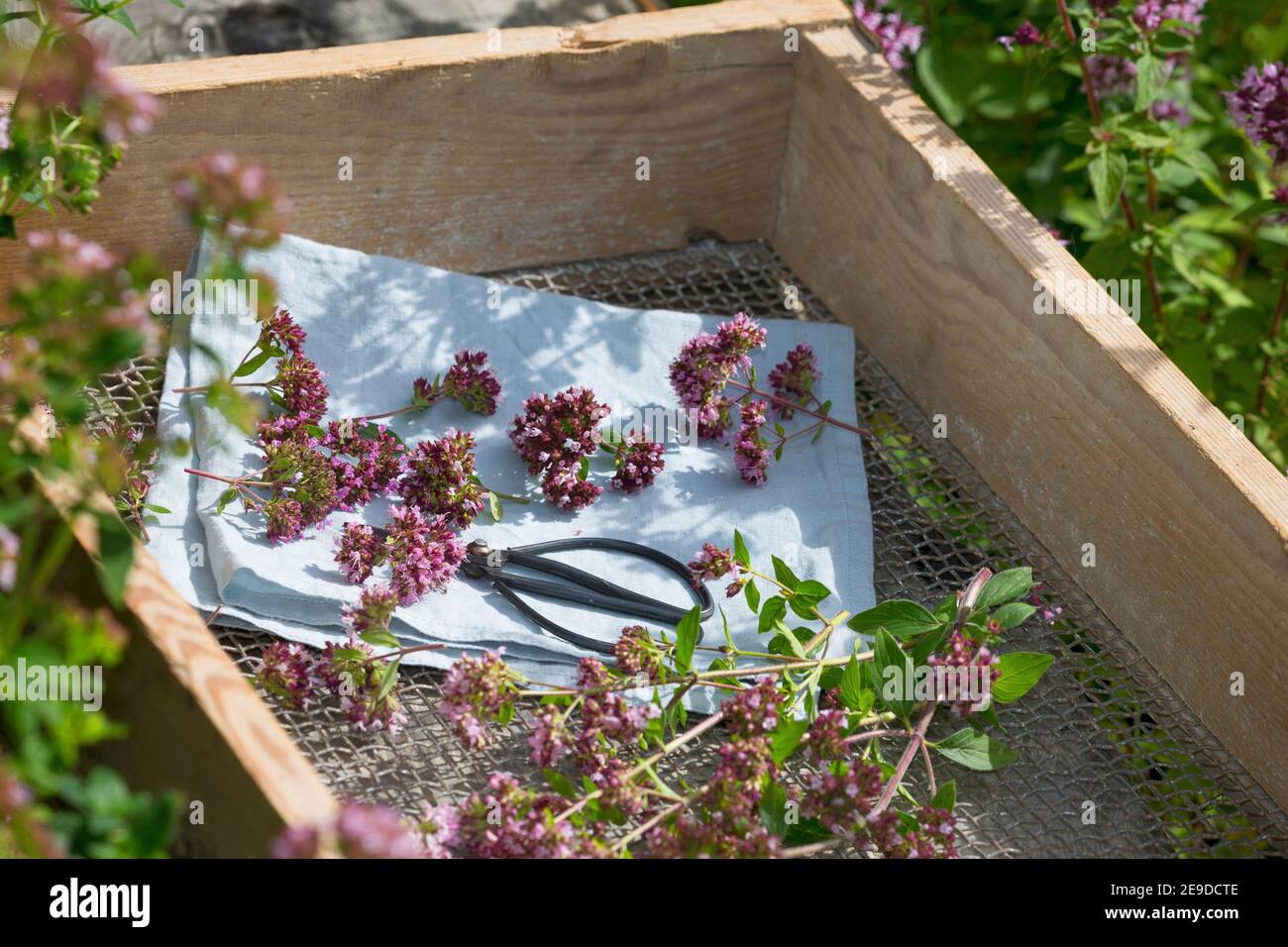 Origanum selvatico, maggiorana selvatica (Origanum vulgare), la raccolta di marjoram selvatico è tagliato un essiccato, Germania Foto Stock