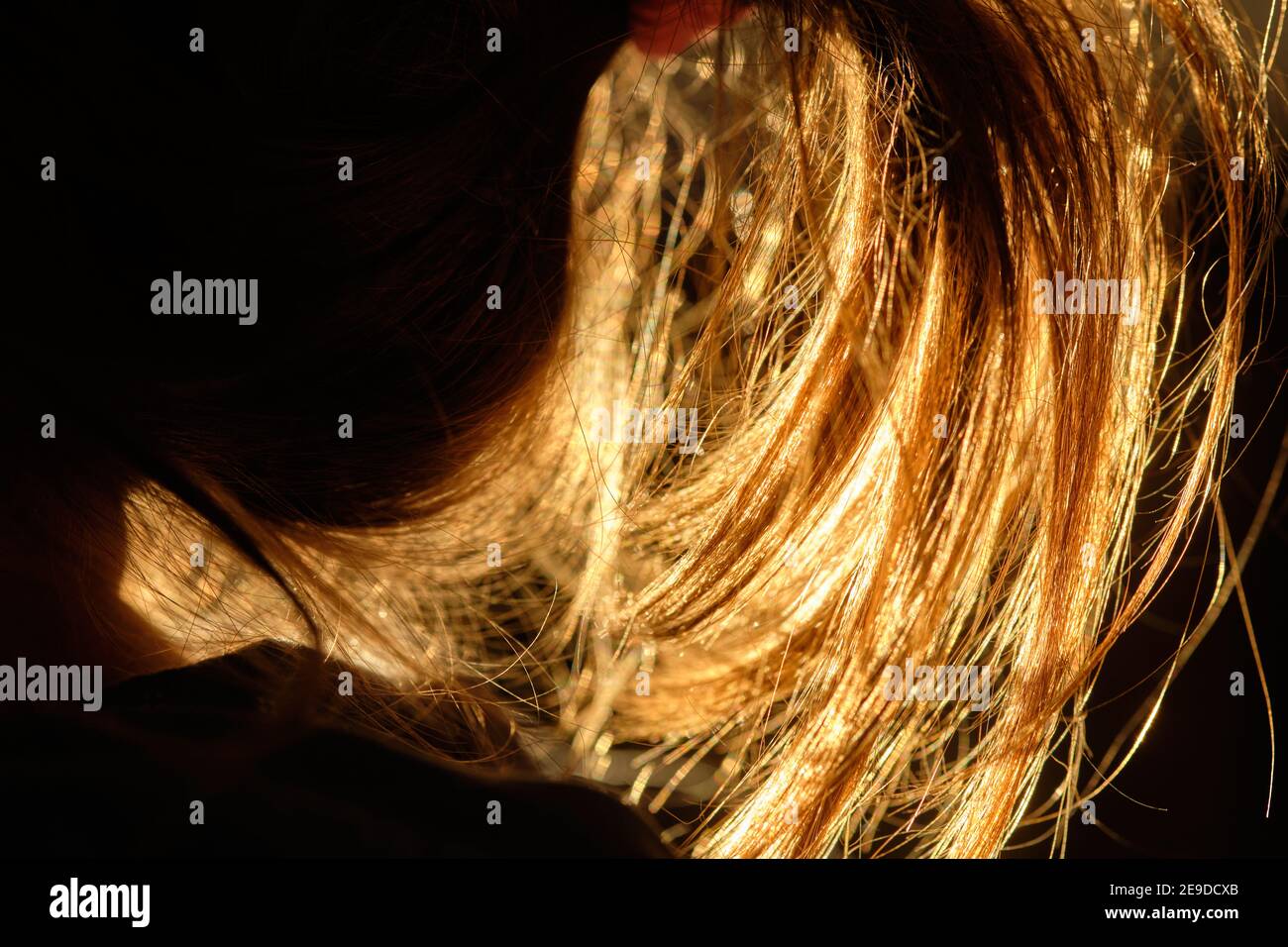 Primo piano della luce solare che brilla attraverso i capelli marrone-chiaro di una giovane ragazza ponytail. Foto Stock