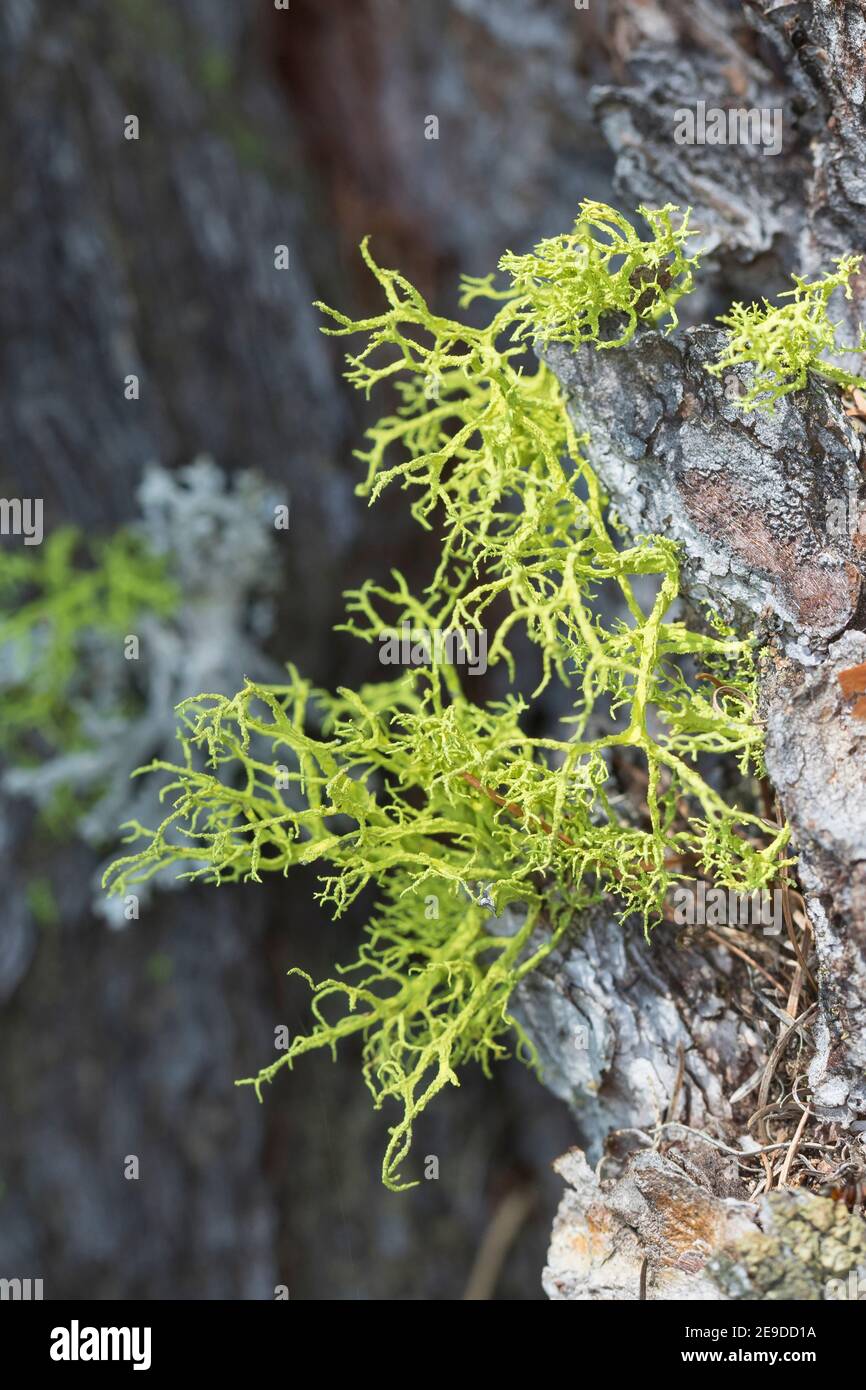 lupo lichen (Letharia vulpina, Evernia vulpina), sulla corteccia di larice, Germania Foto Stock