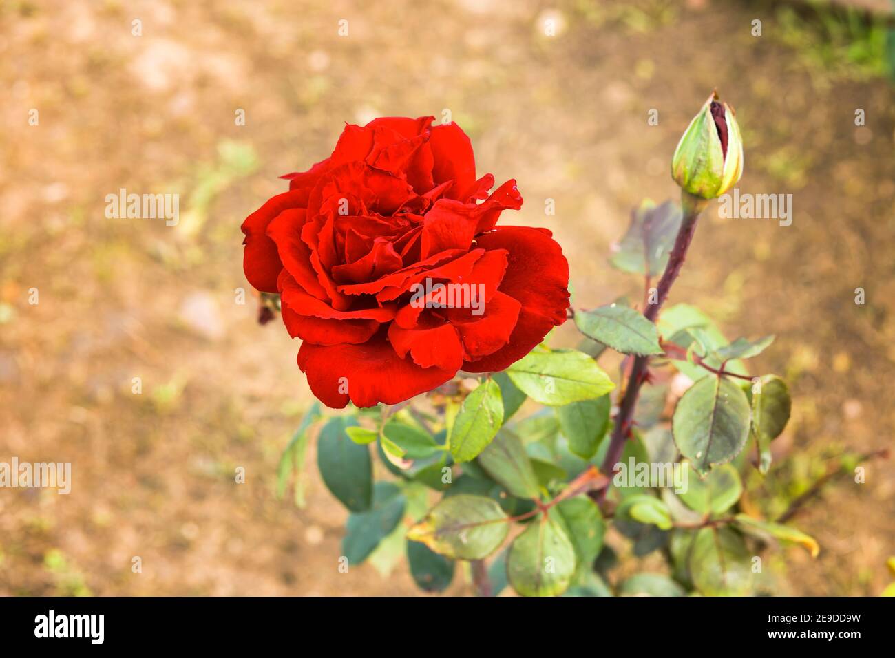 primo piano di un bellissimo fiore di rose rosse in giardino Foto Stock