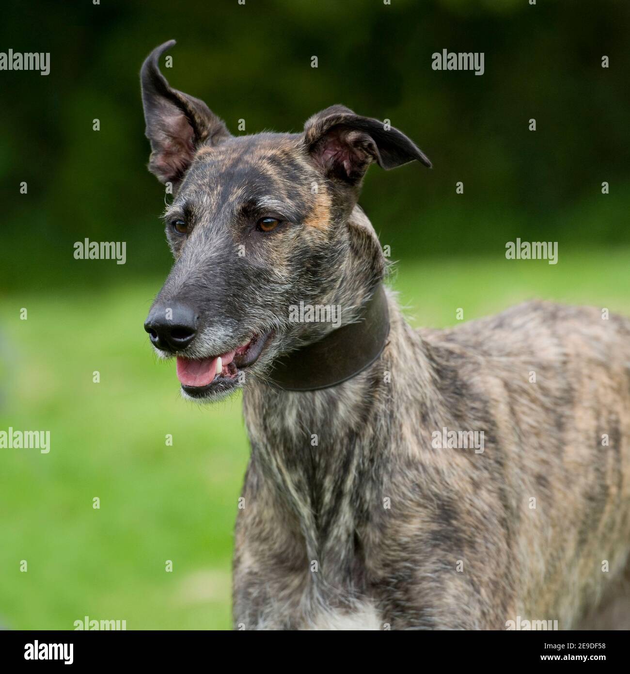 Lurcher Foto Stock