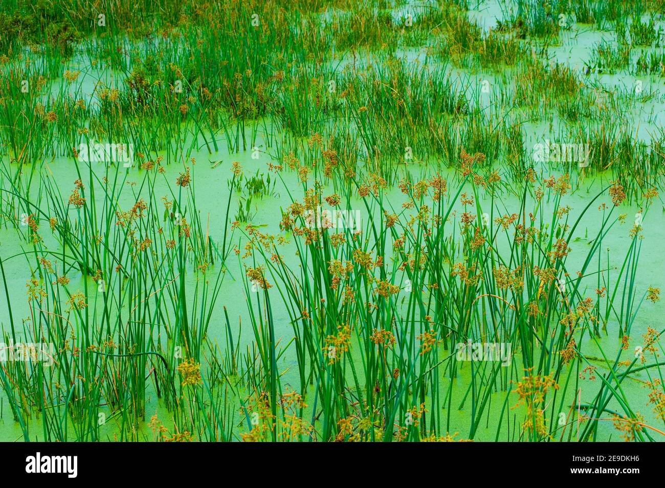 Campo di fiori Foto Stock