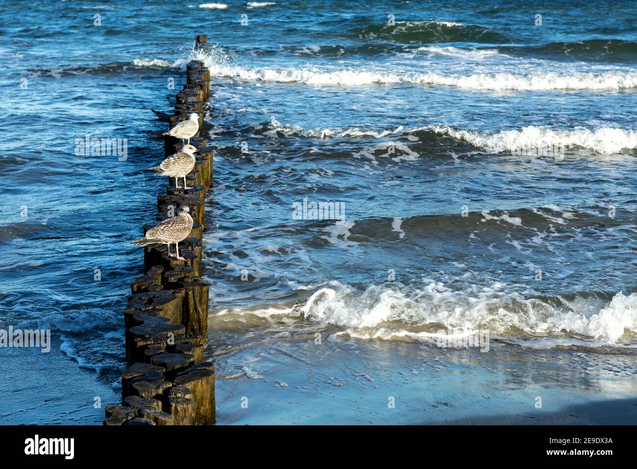 Tre gabbiani in linea su una frangiflutti di legno a. Il Mar Baltico tedesco Foto Stock