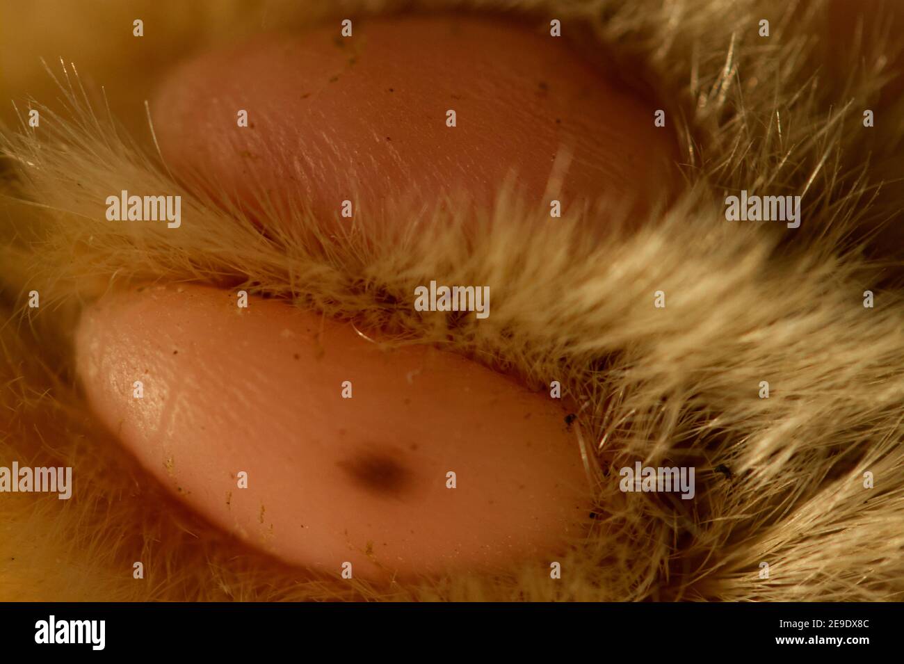 Paw PADS sul piede anteriore del gatto Foto Stock