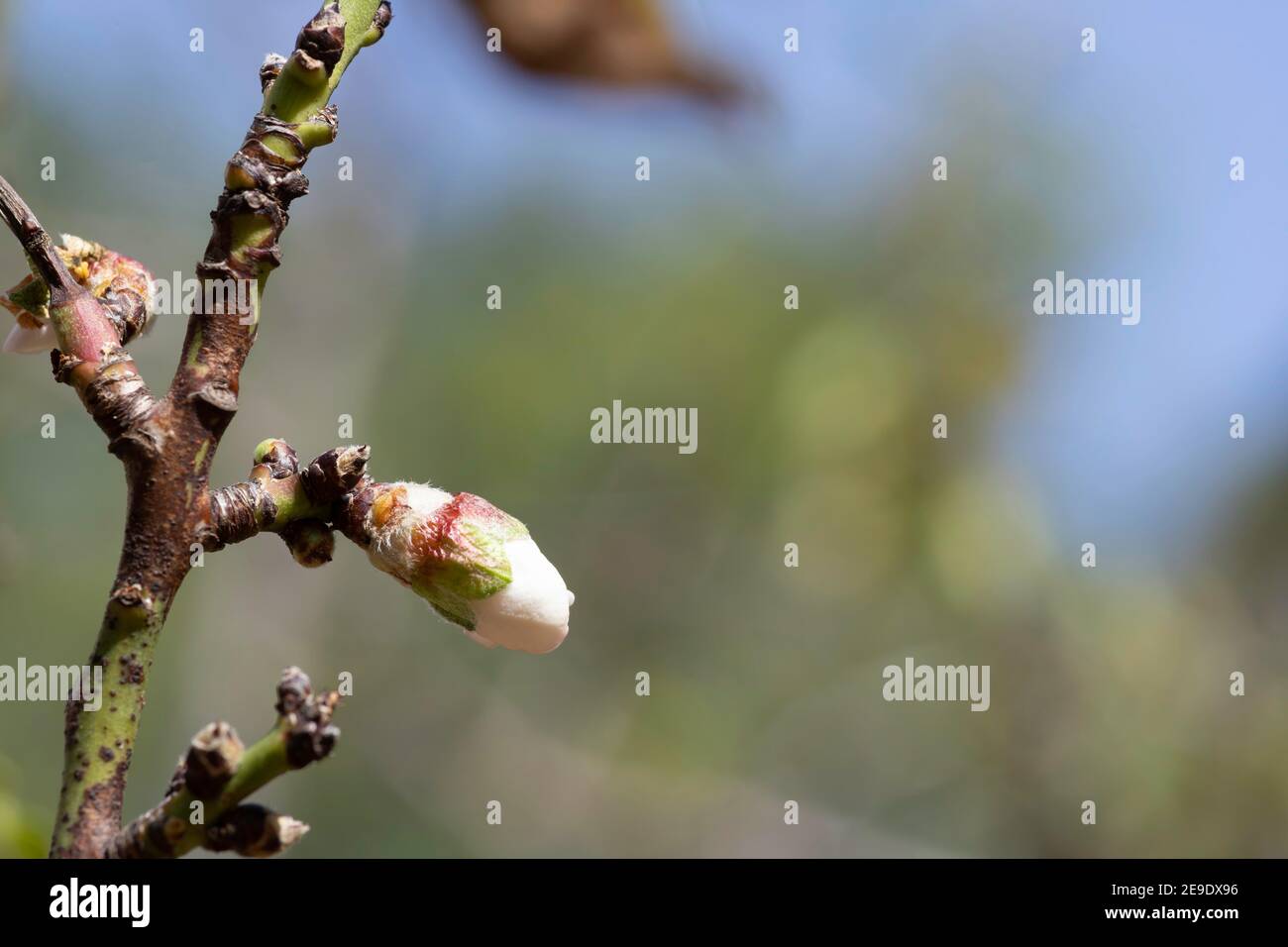 Delicato germoglio di mandorla fiore primo piano su sfocato sfondo Foto Stock