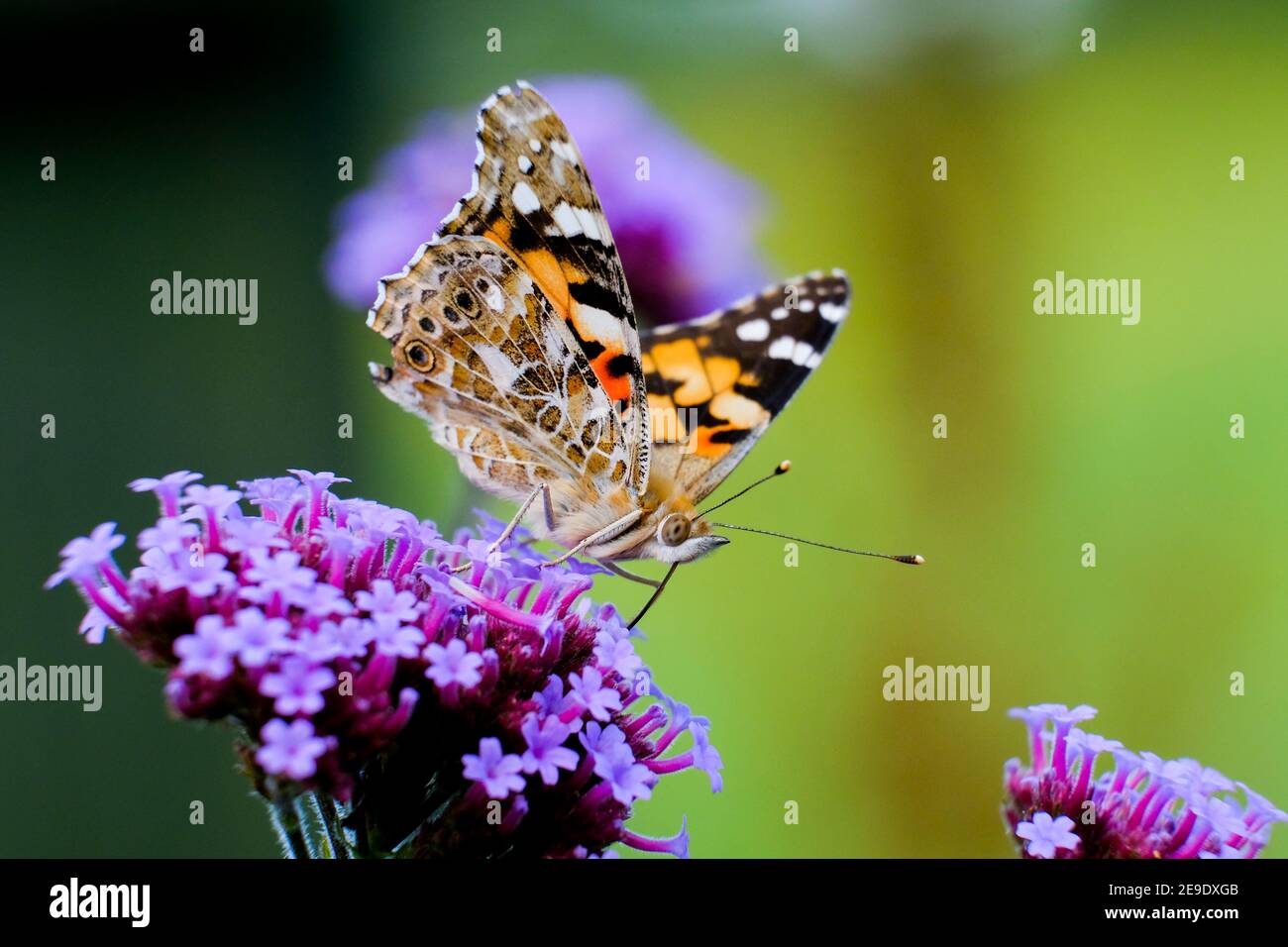 Farfalla, dipinta Signora (Vanessa Cardui). Si trova nel Regno Unito, ma i numeri variano da un anno all'altro. Alimentazione fotografata su Verbena. (Vista dal sottoscocca). Foto Stock