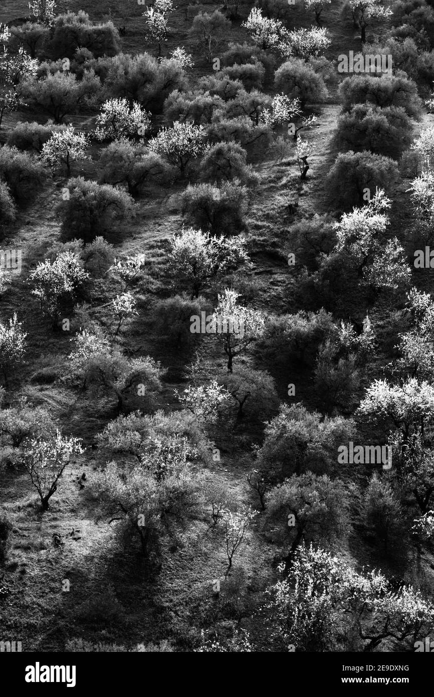Immagine in bianco e nero di oliveti e mandorli sulle pendici di Comares, Axarquia, Malaga, Andalucía, Costa del Sol, Spagna Foto Stock
