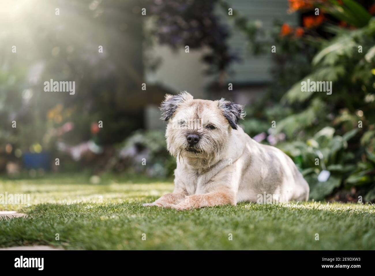 Carino cane furry piccolo terrier sedette fuori posato nel sole estivo guardando direttamente la fotocamera raggi di sole brillare dentro dall'angolo Foto Stock