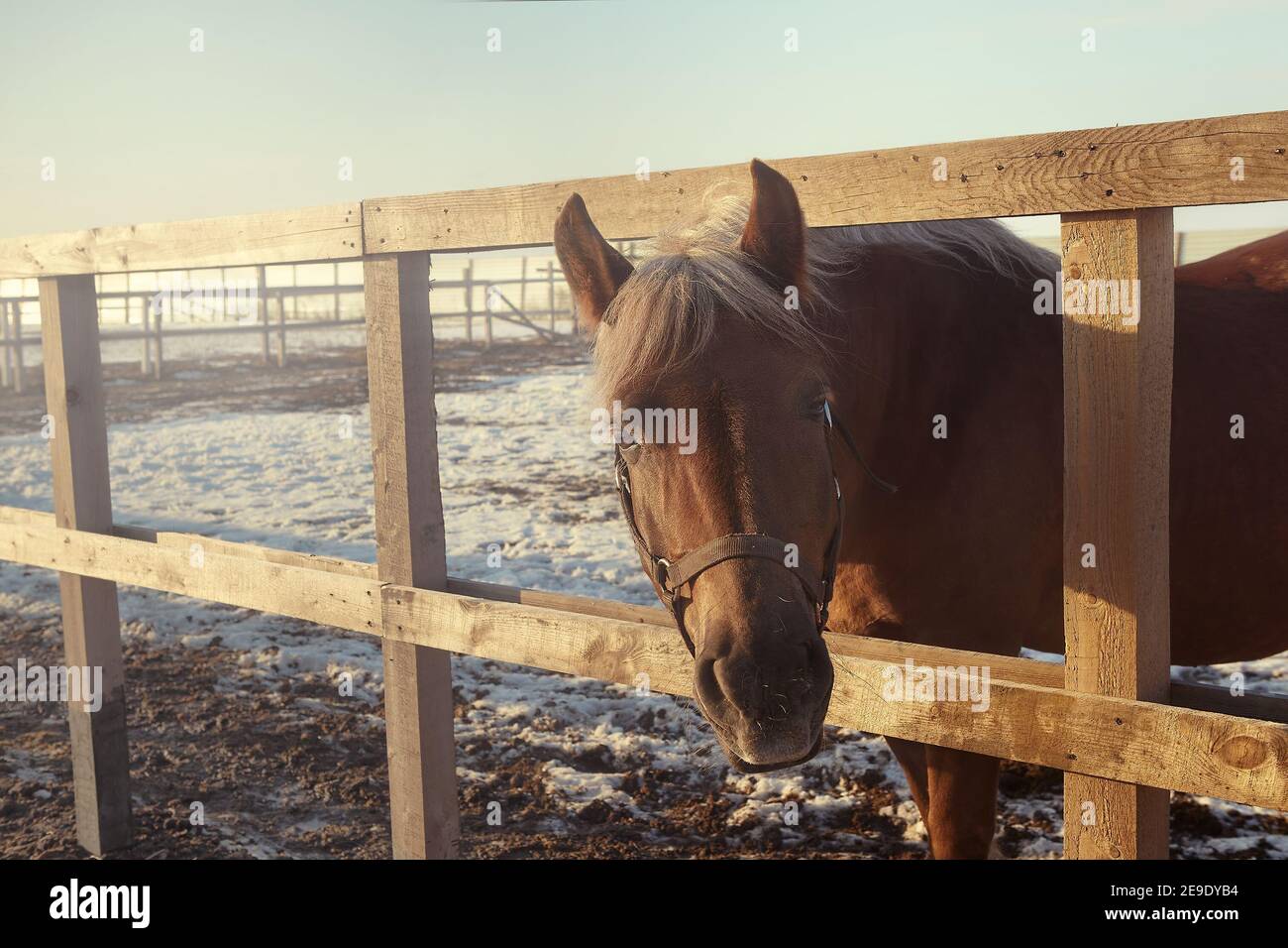 Passeggiata a cavallo in un paddock invernale - immagine di messa a fuoco selettiva Foto Stock