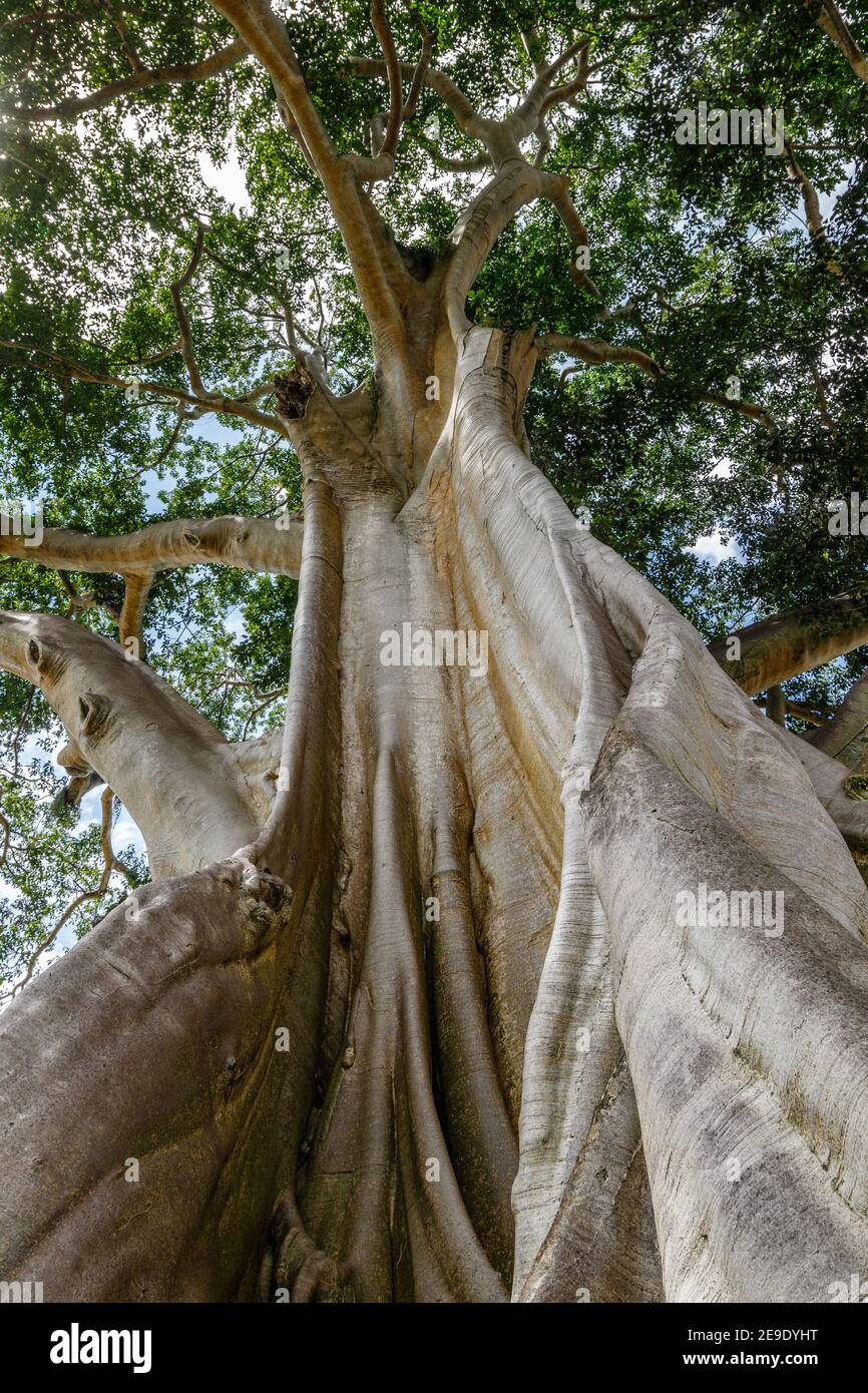 Albero Di Kapok Gigante Immagini E Fotos Stock Alamy