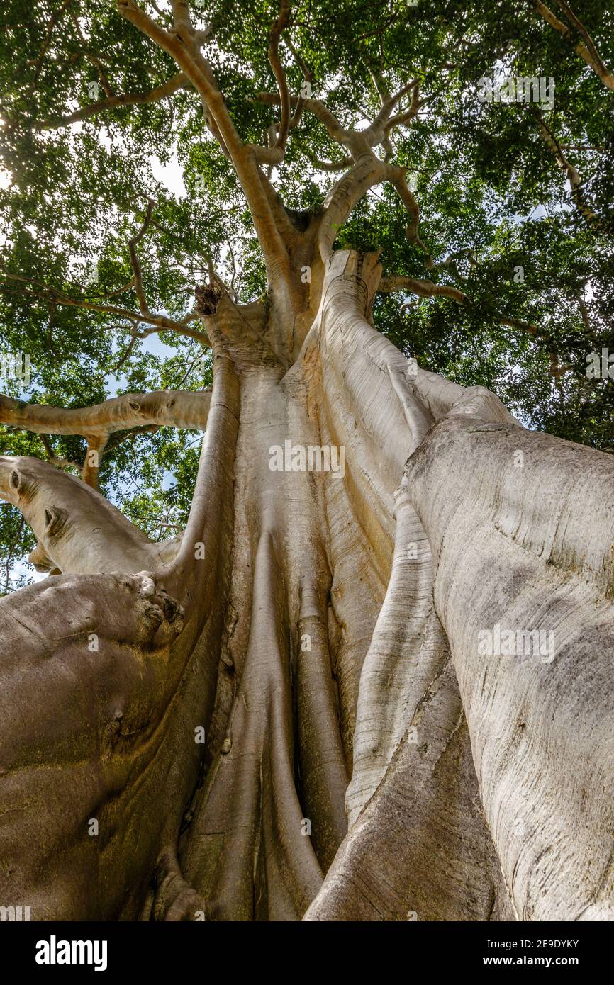 Tronco De Palmeras Con Hierba Verde Que Crece En El Parque | Foto Premium - Foto 6