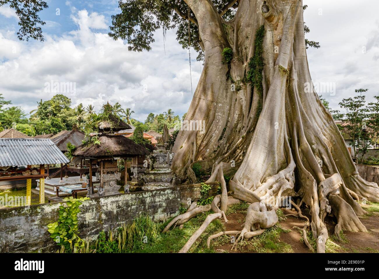 Albero Di Kapok Gigante Immagini E Fotos Stock Alamy