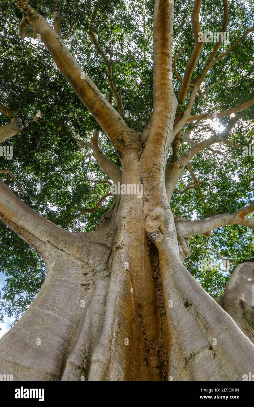 Albero Di Kapok Gigante Immagini E Fotos Stock Alamy
