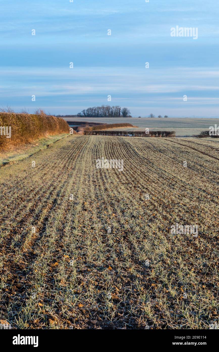 Vista panoramica invernale di un campo con un raccolto di cereali in una mattinata gelata con siepi e boschi nel sfondo Foto Stock