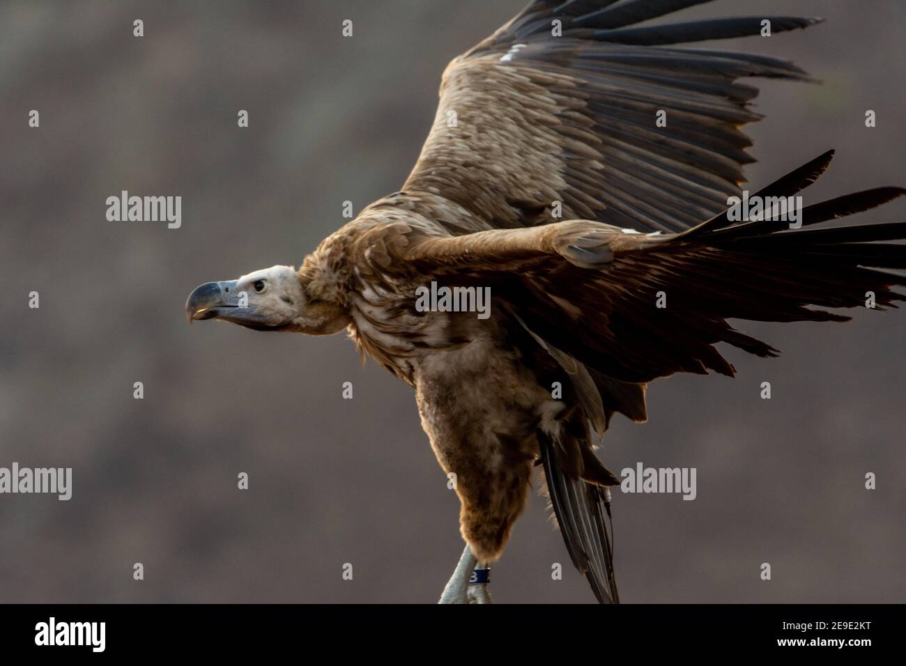 Il Grifone avvoltoio primo piano in volo (Gyps fulvus) scavengers in Africa e Medio Oriente. Foto Stock
