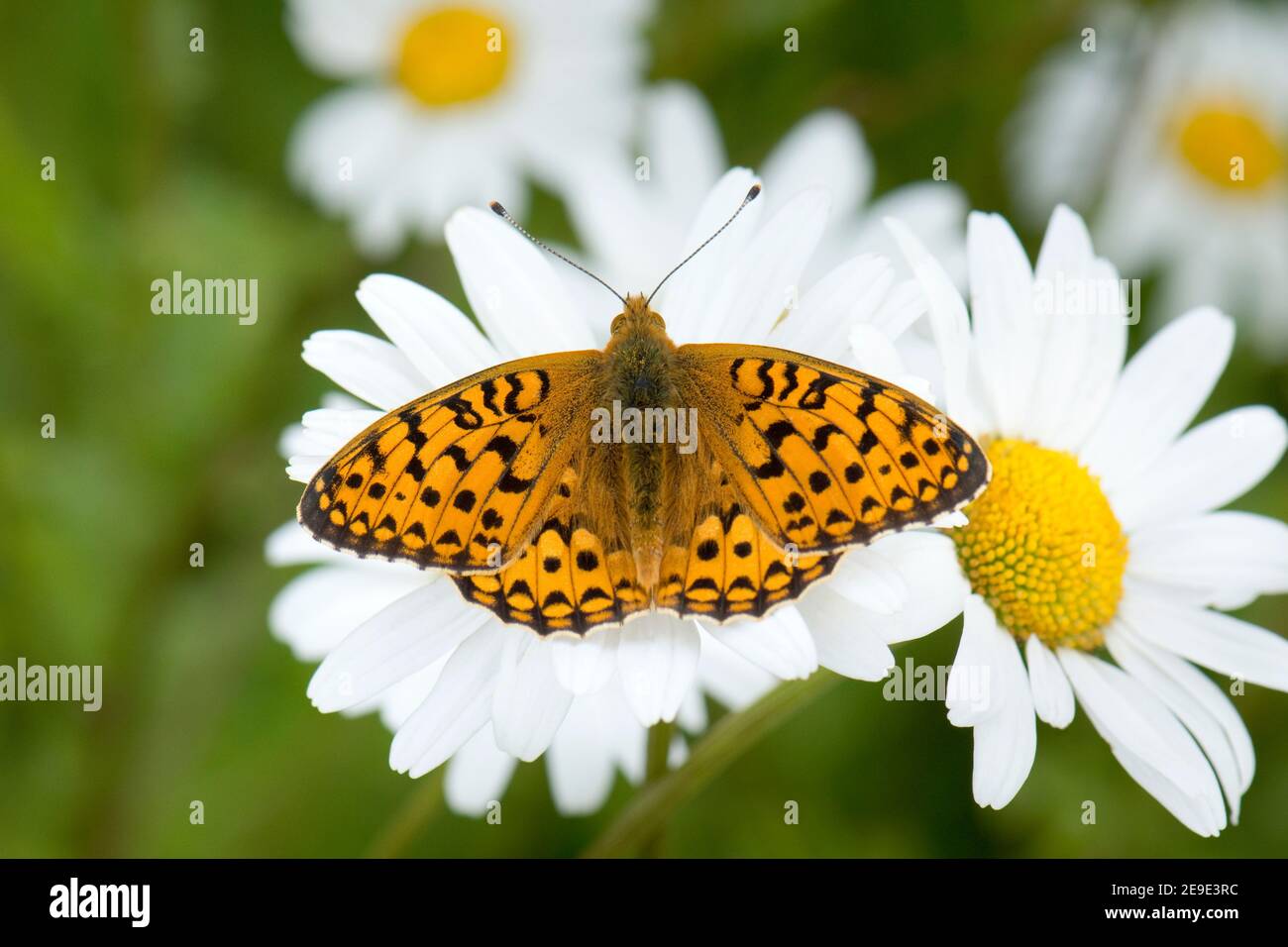 Maschio Verde scuro Fritillary Butterfly, Speyeria aglaja, a riposo su Oxeye Daisy flower, Leucanthemum vulgare, Harwell, Oxfordshire, 9 giugno 2020. Foto Stock