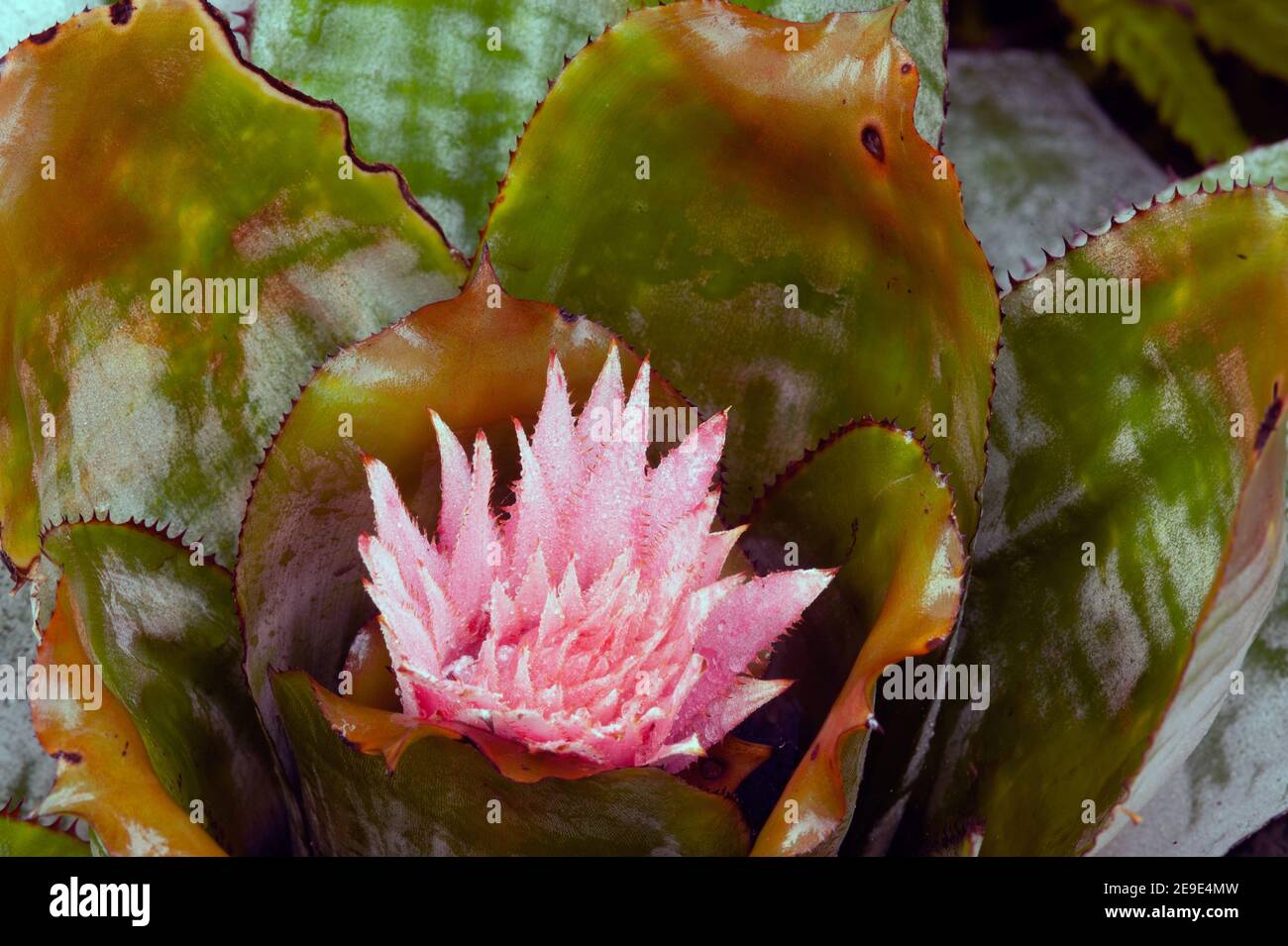 Fiore rosa di bromelie di Aechmea fasciata vaso d'Argento o pianta di Urn. Foto Stock
