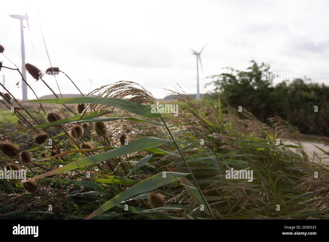 Turbine eoliche in riserve naturali nello Yorkshire Foto Stock