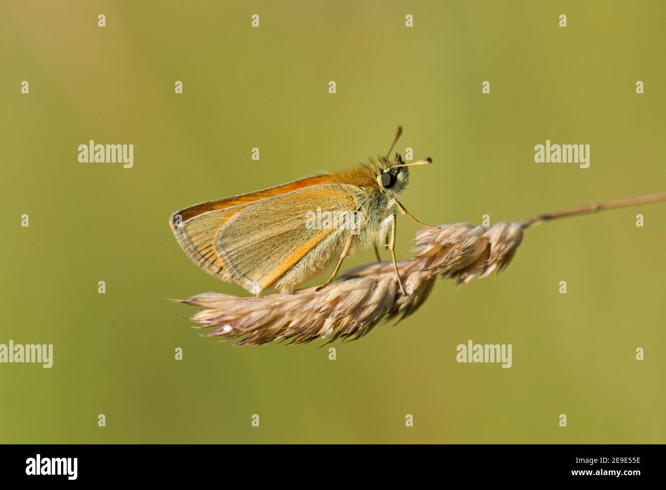 Small Skipper Butterfly, Thymelicus sylvestris, arrostamento su testa di seme d'erba, Bewburton Hill, Aston Upthorpe, Oxfordshire, 24 giugno 2020. Foto Stock