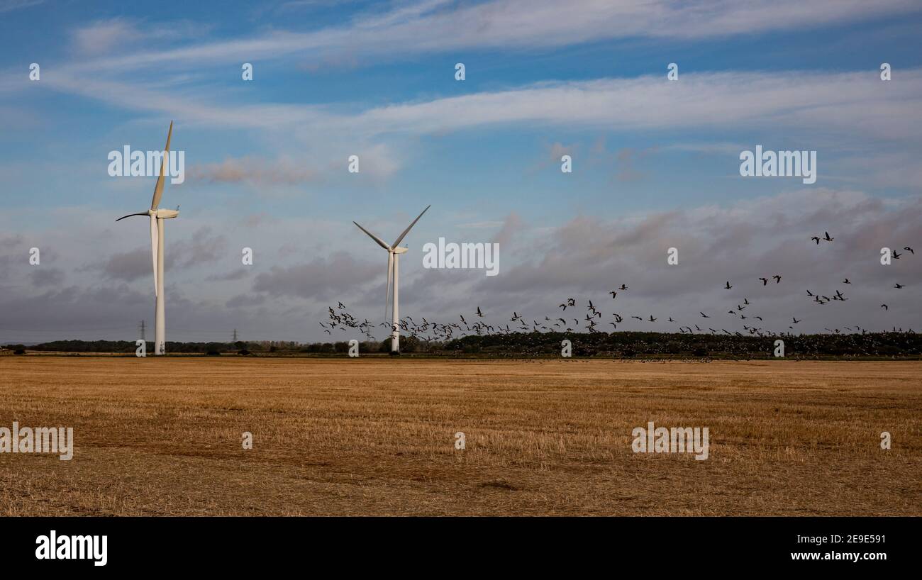 Turbine eoliche in riserve naturali nello Yorkshire Foto Stock