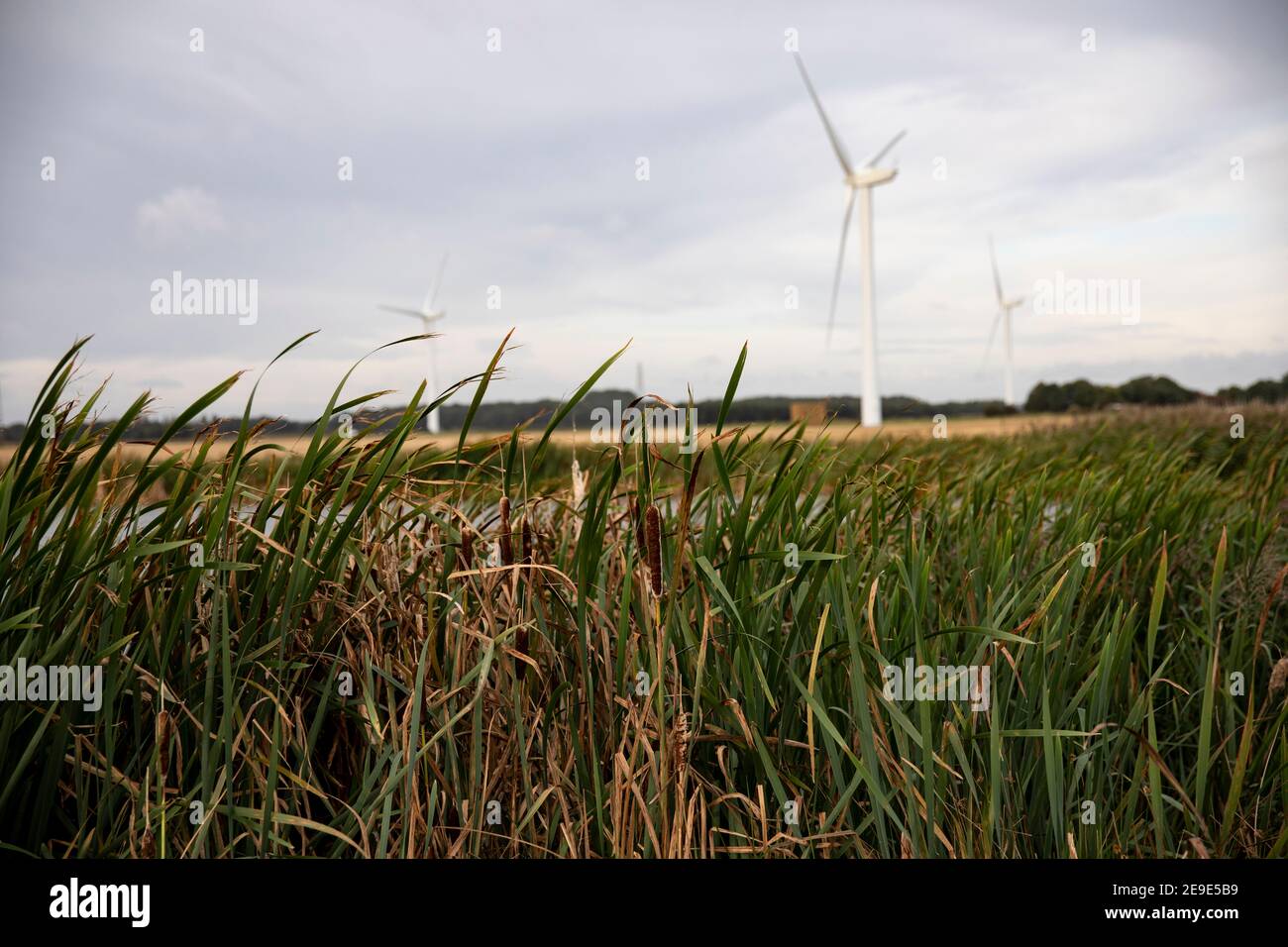 Turbine eoliche in riserve naturali nello Yorkshire Foto Stock