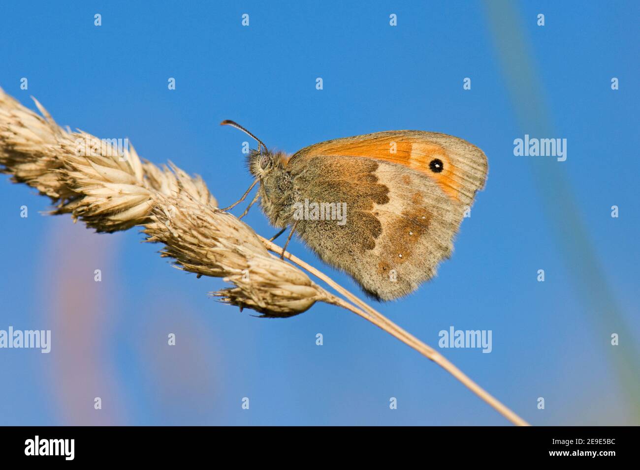 Small Heath Butterfly, Coenonympha pamphilus, che arrostona sulla testa dei semi d'erba, Bewburton Hill, Aston Upthorpe, Oxfordshire, 24 giugno 2020. Foto Stock