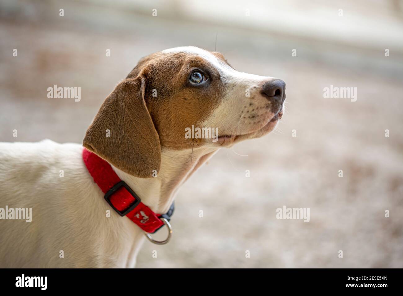 Giovane Jack Russell Terrier guardando in alto e in attesa di essere alimentato all'esterno. Foto Stock
