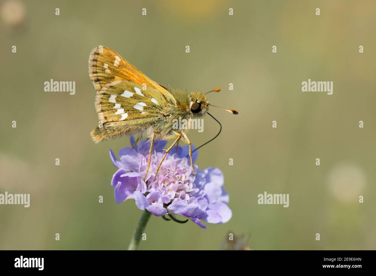 Skipper Butterfly, clarus di Epargyreus, scollo su un piccolo fiore di Scabiosa, colonna di Scabiosa, presso la riserva naturale Aston Rowant. Foto Stock