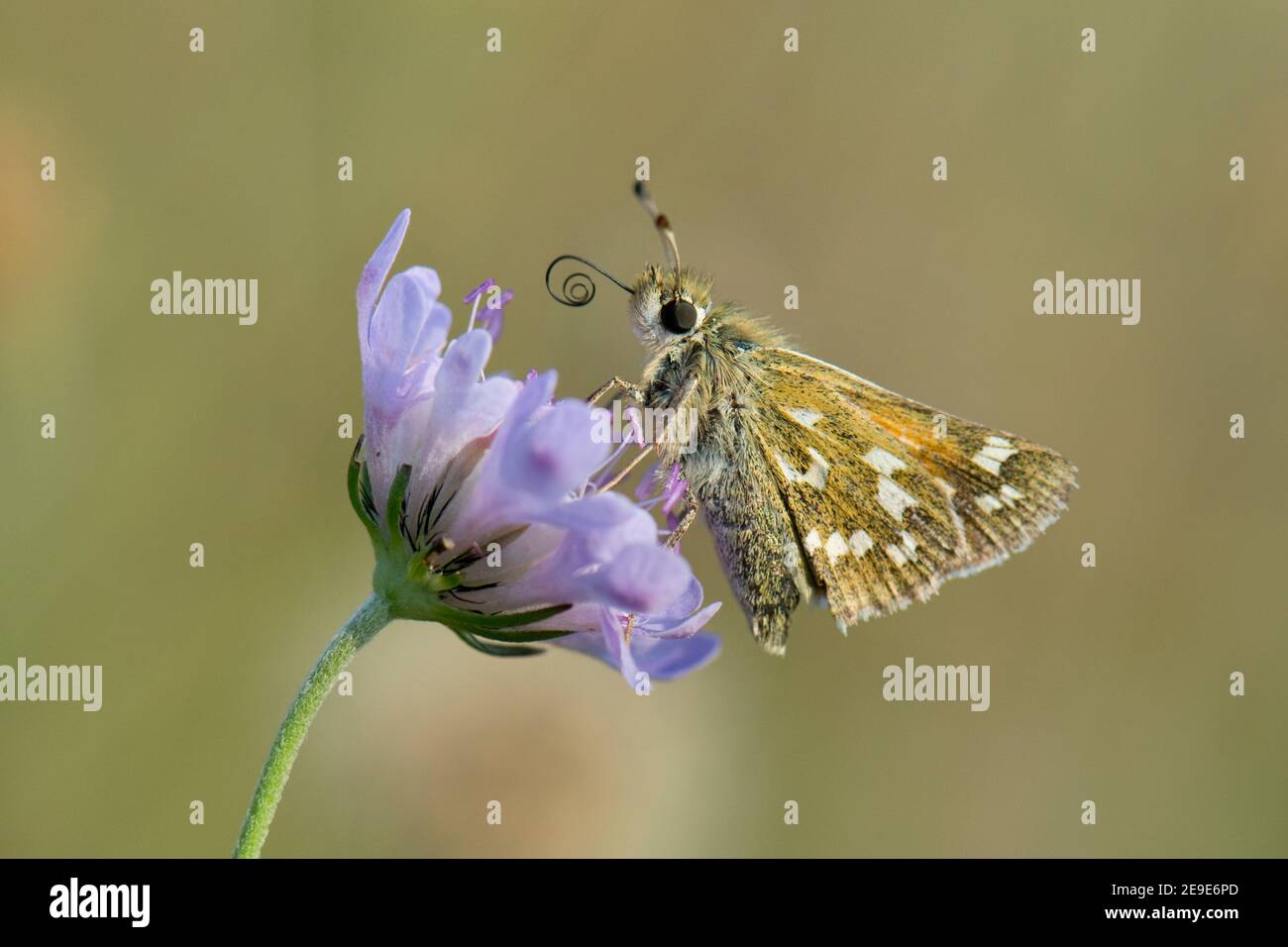 Skipper Butterfly, clarus di Epargyreus, scollo su un piccolo fiore di Scabiosa, colonna di Scabiosa, presso la riserva naturale Aston Rowant. Foto Stock