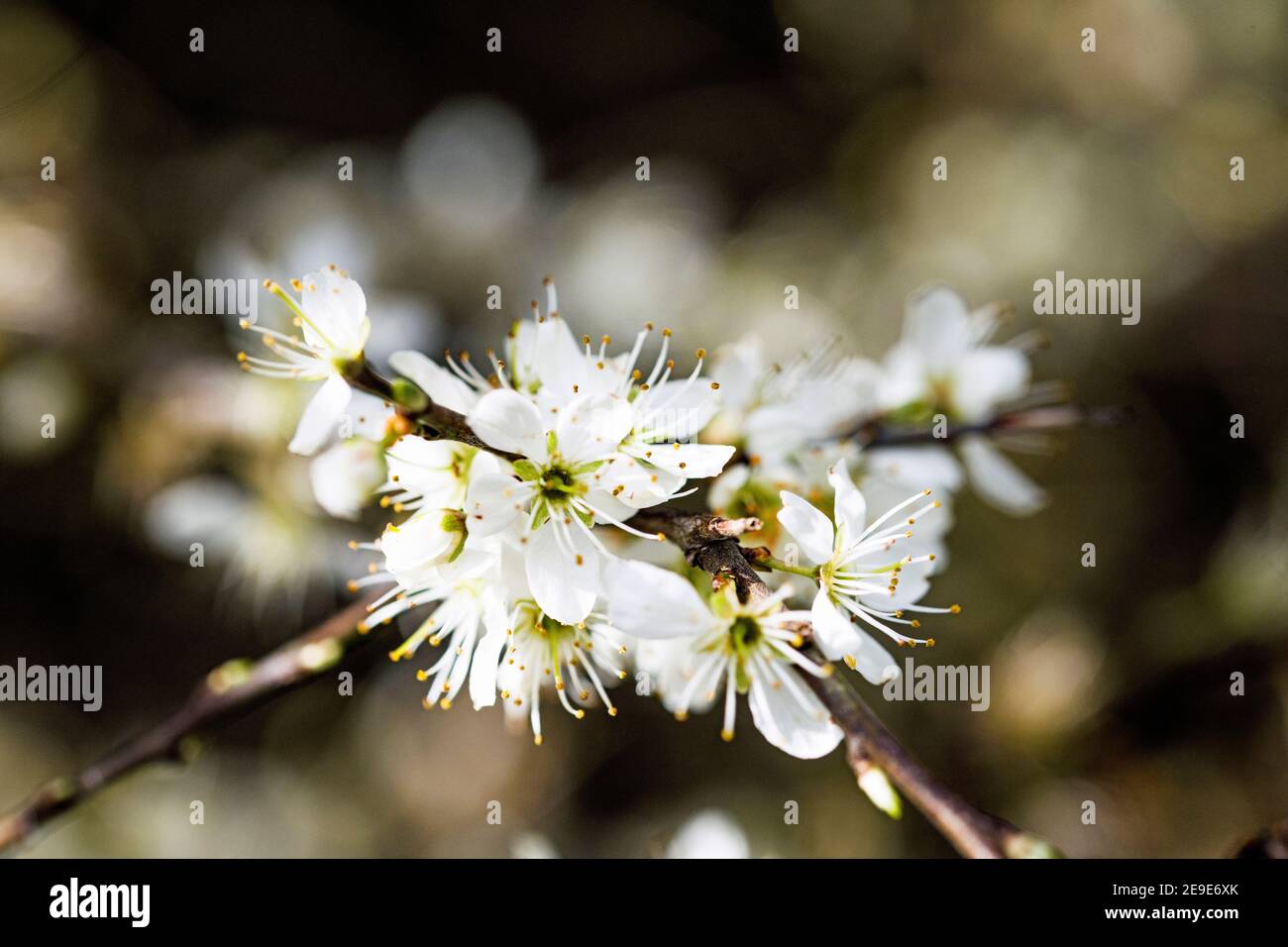 Hawthorn Blossom nel mese di marzo in un bosco locale vicino a Cardiff Galles del sud Foto Stock
