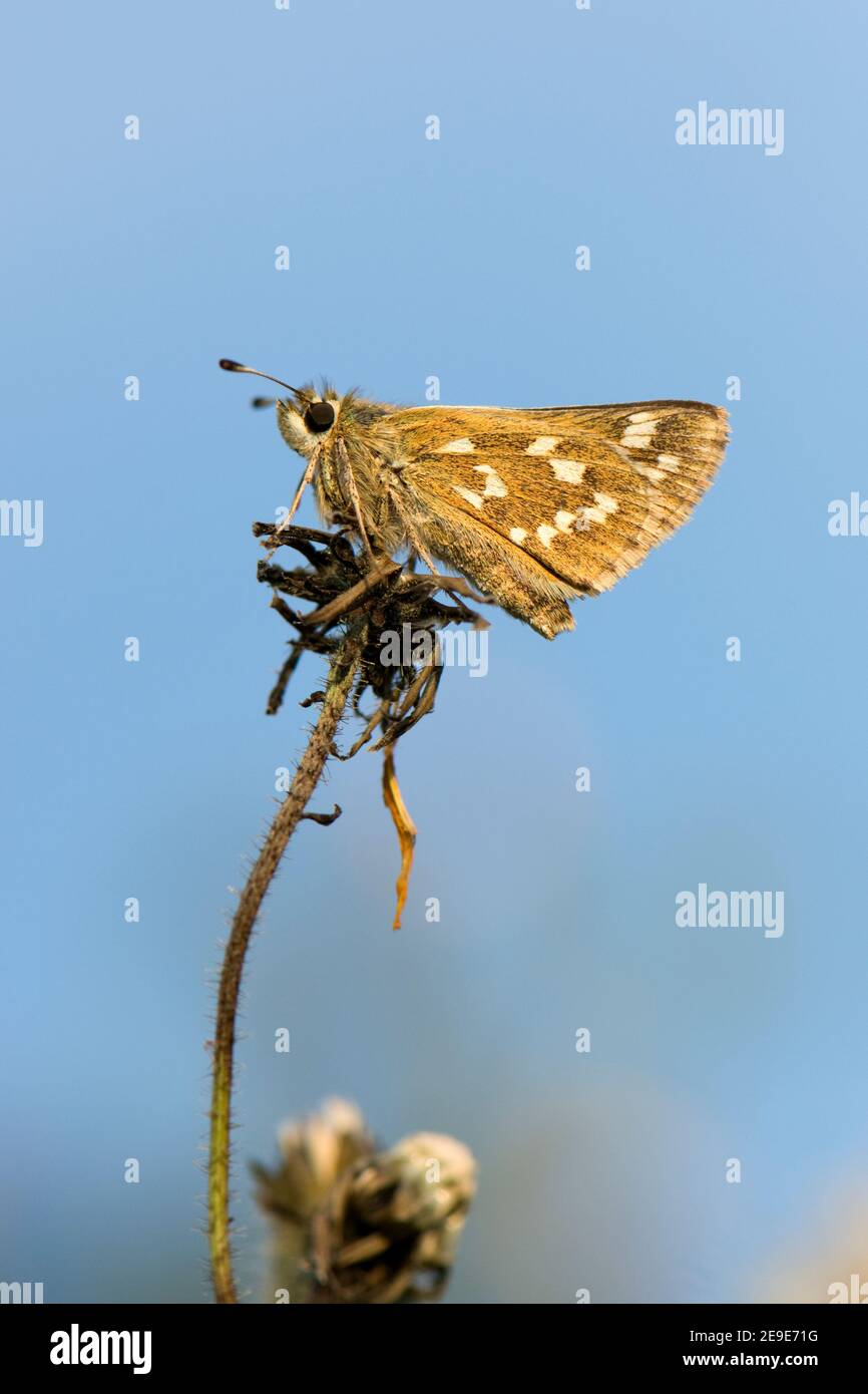 Silver-spotted Skipper Butterfly, Epargyreus clarus, a riposo, Aston Rowant National Nature Reserve, Oxfordshire, 10 agosto 2020. Foto Stock