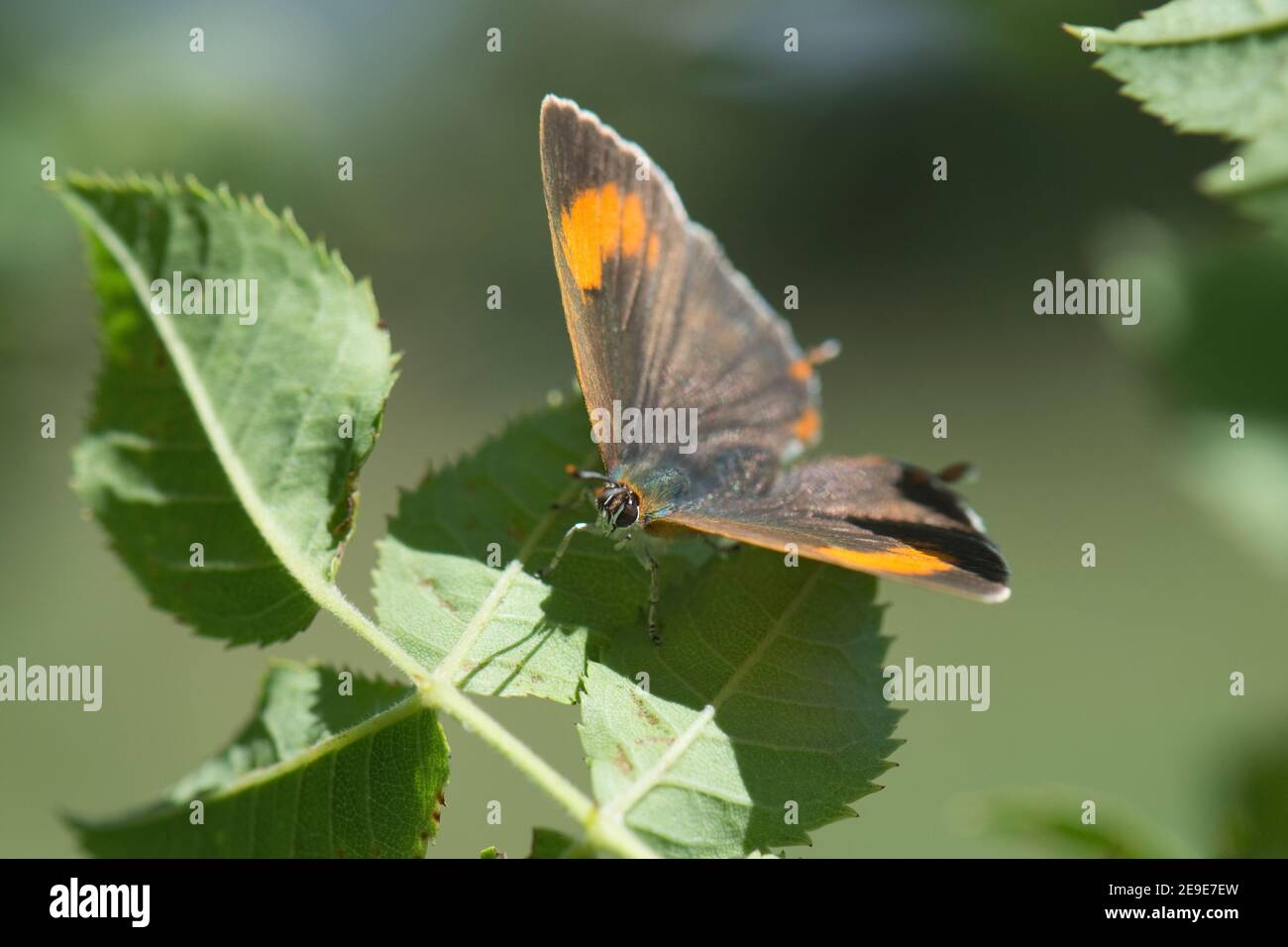 Female Brown Hairstreak Butterfly, Thecla betulae, a riposo su foglia a Oddington, Oxfordshire, 22 agosto 2020. Foto Stock