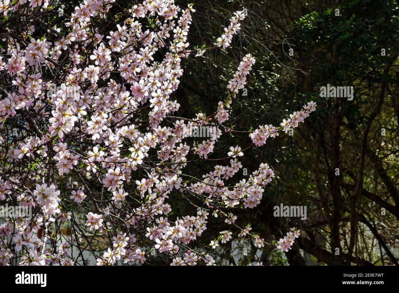 La fioritura delle mandorle in primavera nella Valle di Jalon, Xalo, vicino a Benidorm, sulla Costa Blanca, Spagna Foto Stock