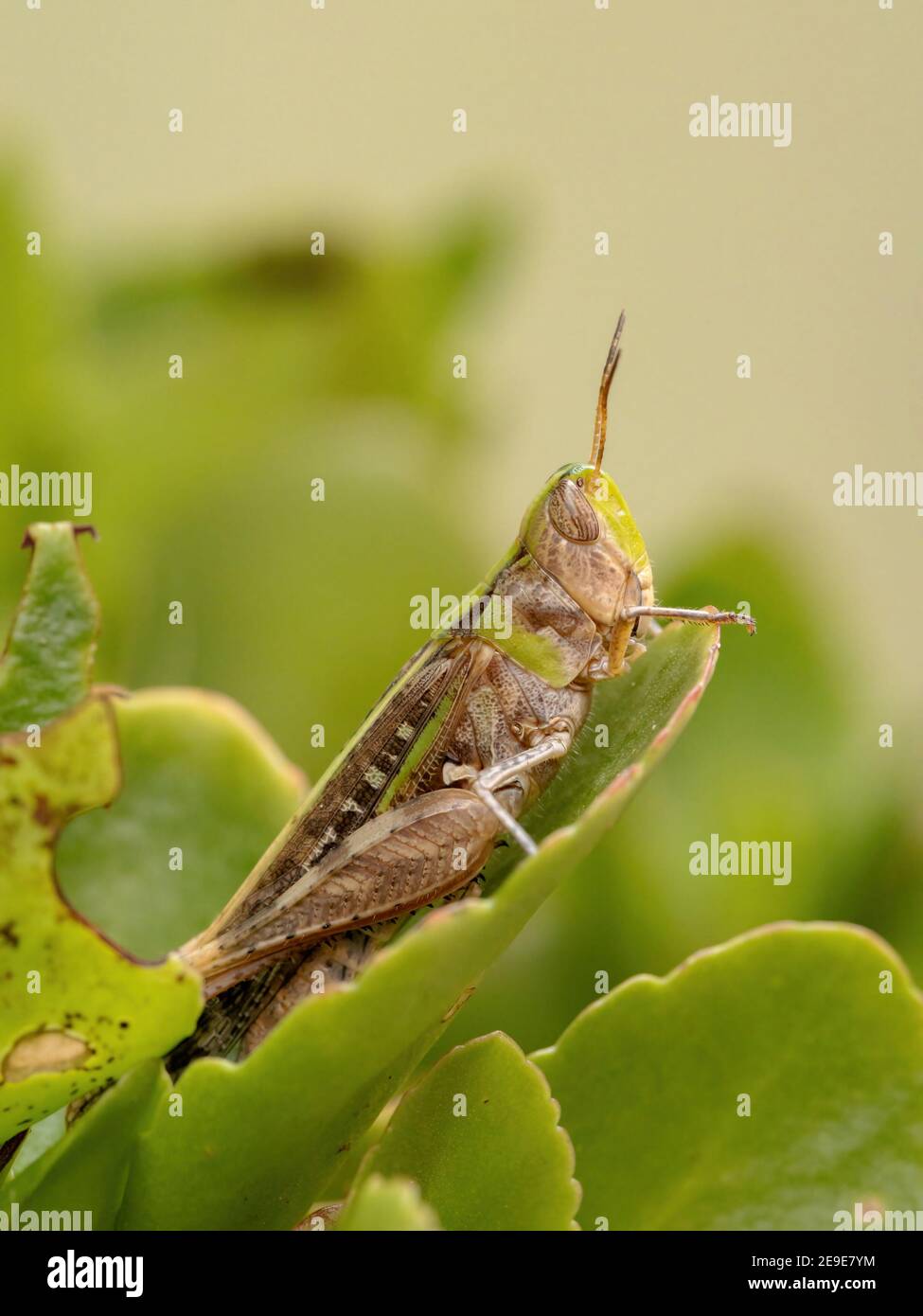 Adulto Stridulating Slantface Grasshopper della tribù Scyllinini Foto Stock