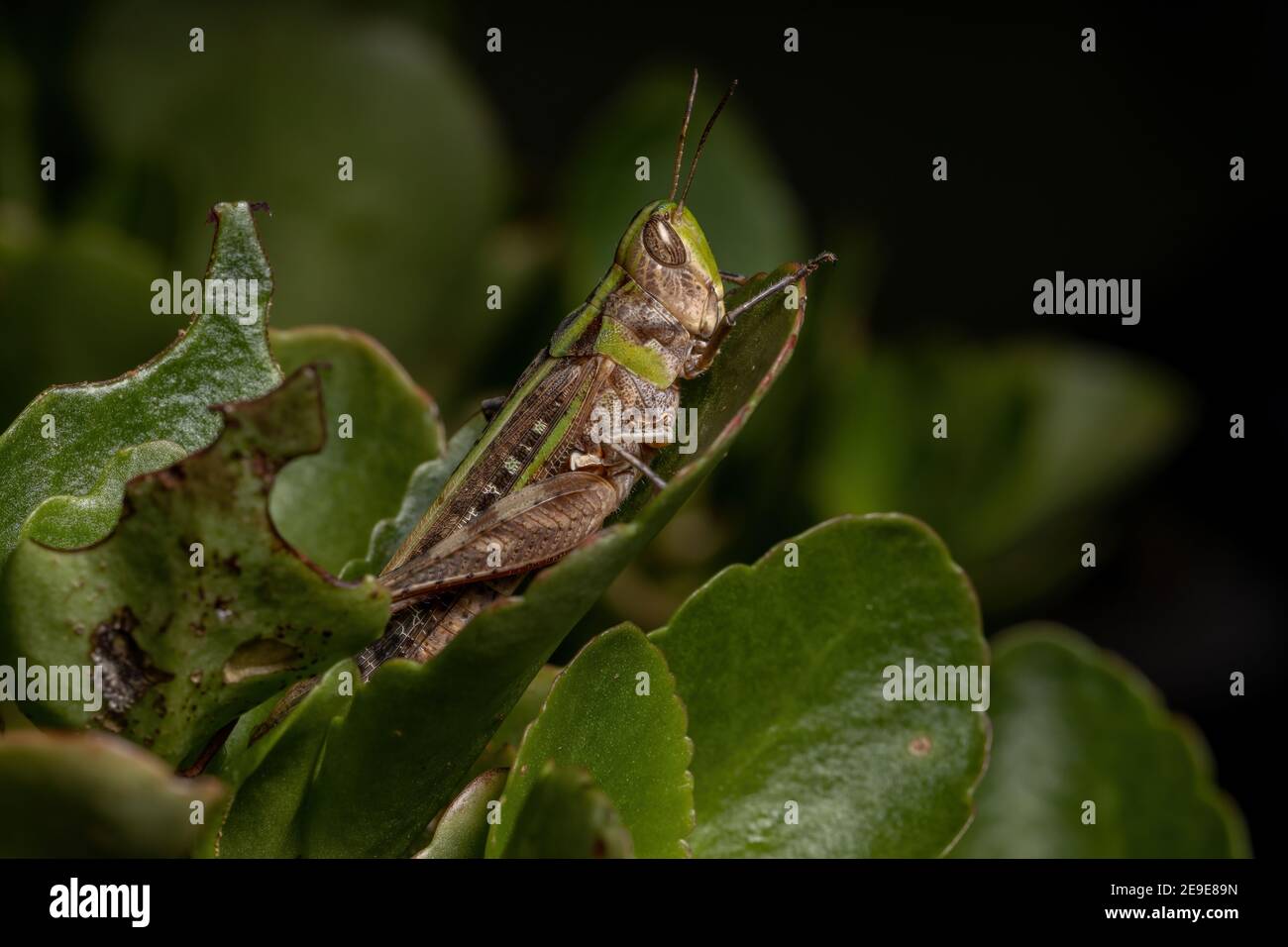 Adulto Stridulating Slantface Grasshopper della tribù Scyllinini Foto Stock