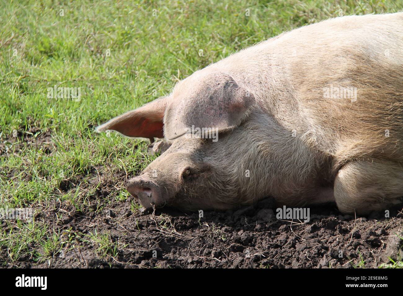 Il capo di un maiale gallese su un campo di erba fangosa Foto stock - Alamy