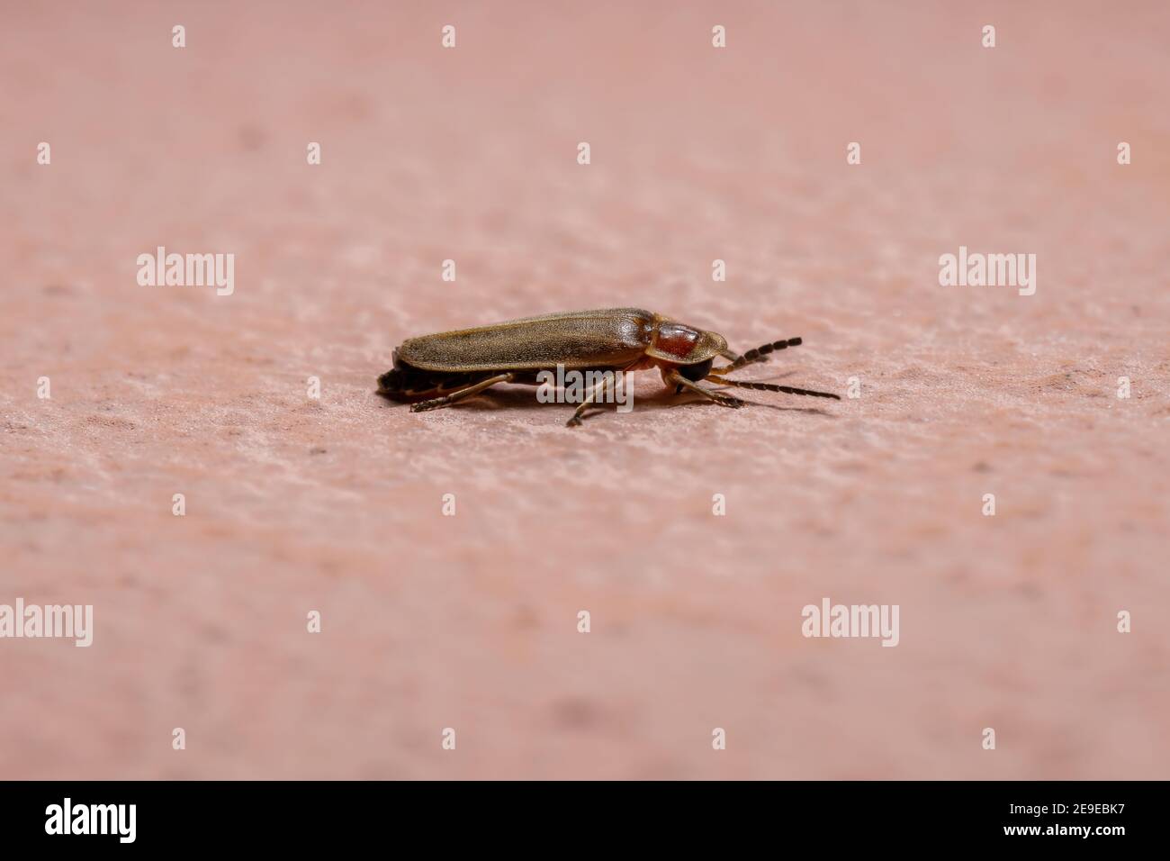 Adulto Firefly Beetle del genere Photinus Foto Stock